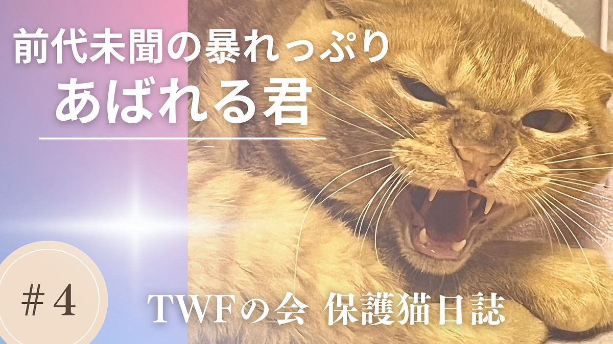 【保護猫日誌４】暴れん坊のあばれる君
