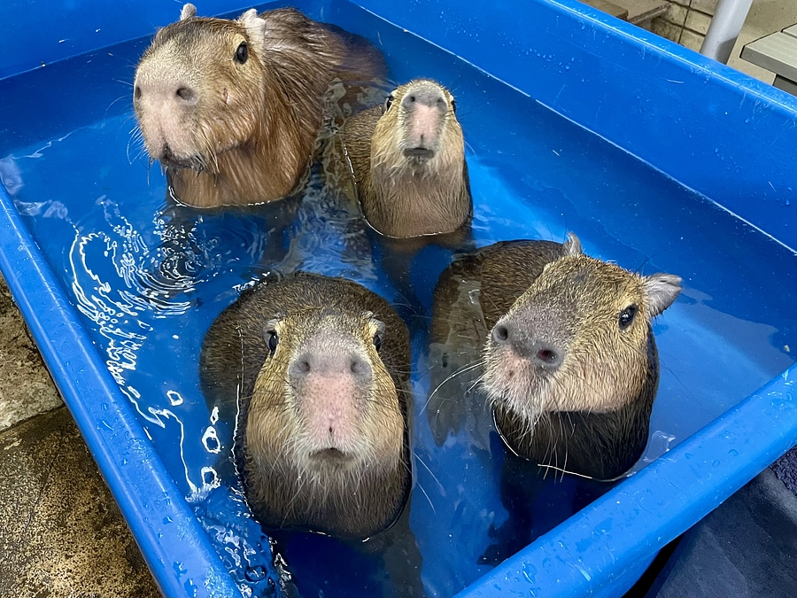 Capybara babies and their stepmom Ms. Potato