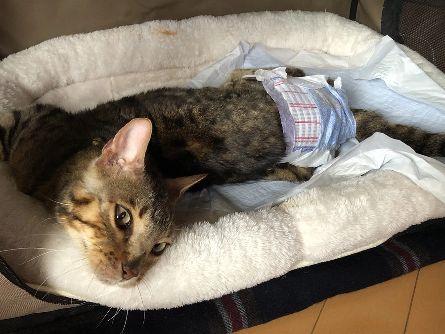 意識レベル低下、目が離せません…