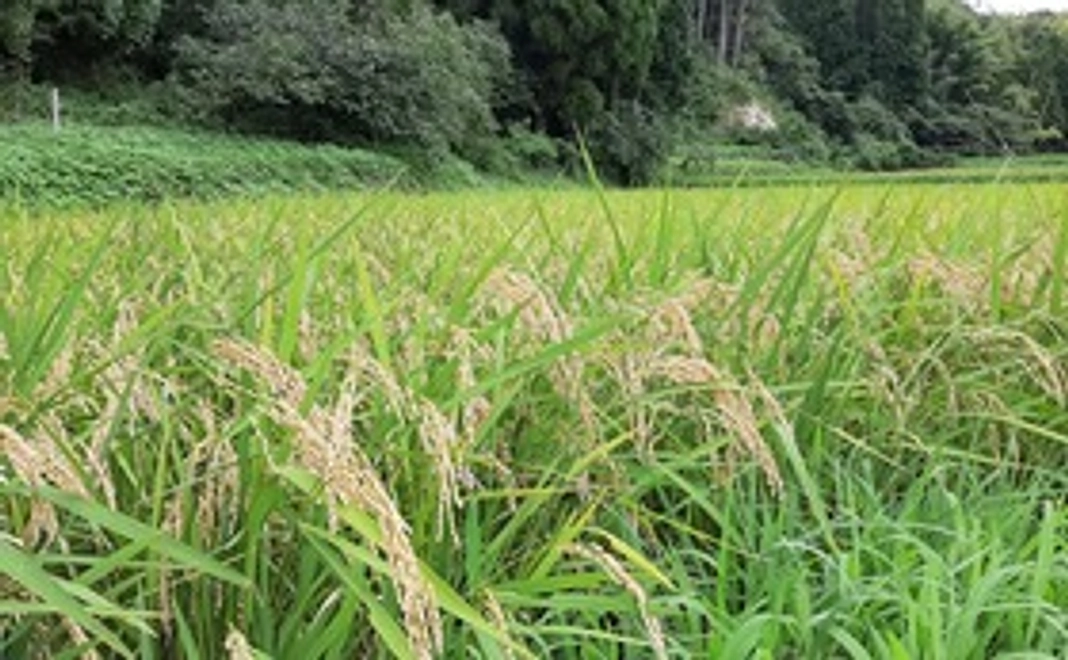 【農薬無散布】千葉県産ふさこがね 玄米 10 kg (送料込み)