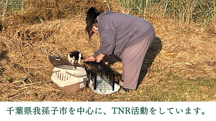 地域猫と人の共存を目指して│保護猫の医療費と療養費にご支援を 2枚目