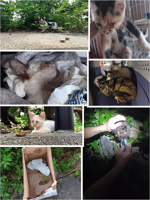 さらに遺棄された５匹の子猫たちを保護する