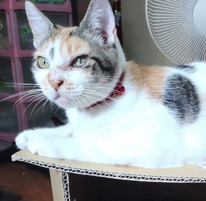 4歳になりました🎂