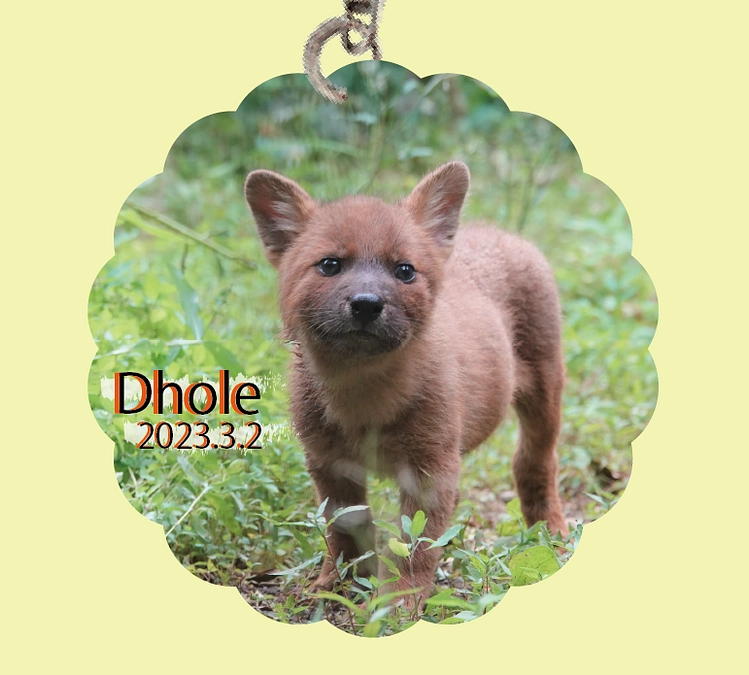 おすすめリターン紹介⑭　【CF限定】ドールのアクリルキーホルダー