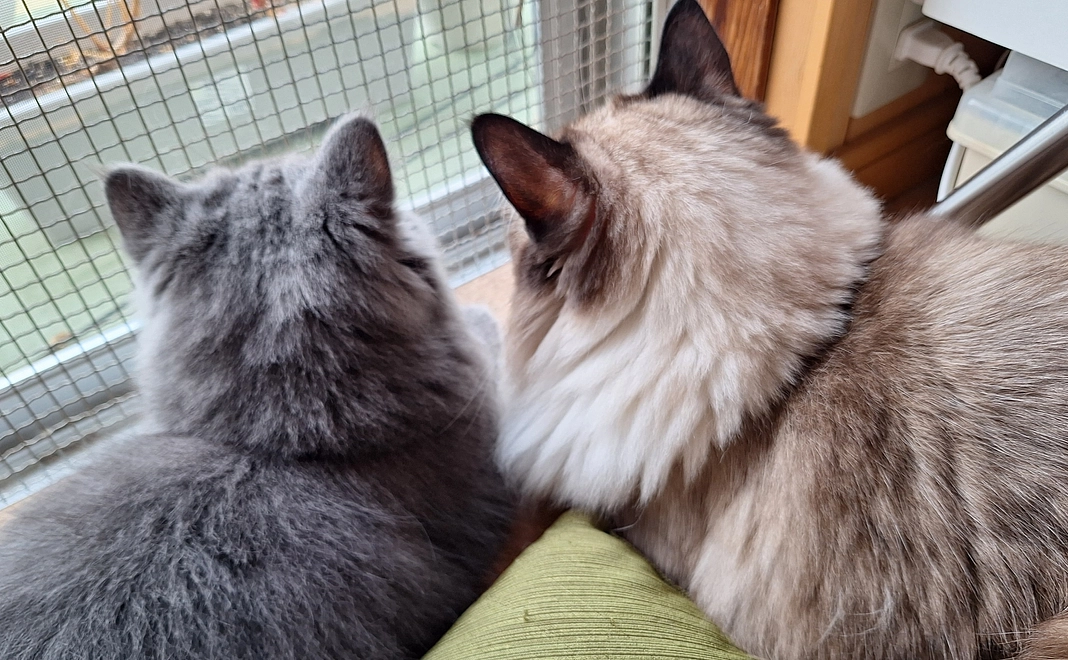 ポンちゃん明日のために4 リターン不要