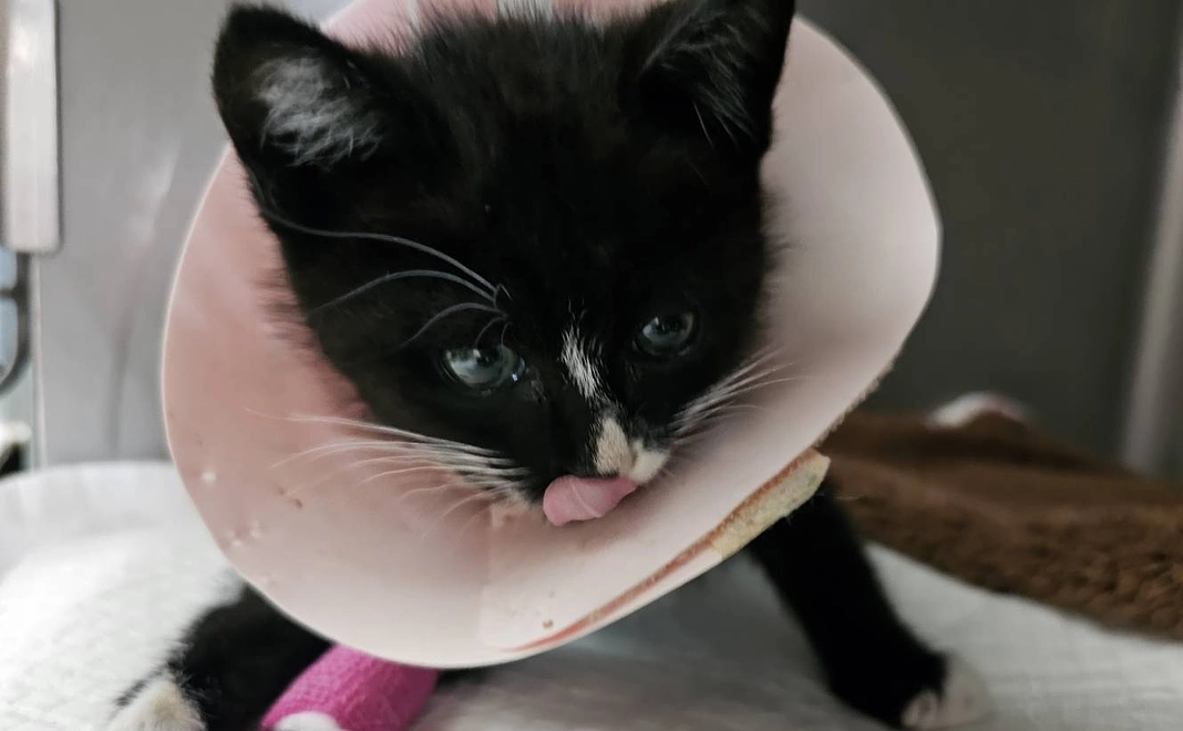 きゅうちゃん支援2