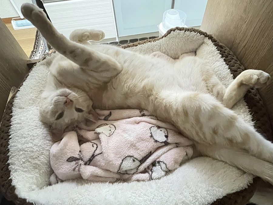 プロジェクト終了まで残り5日