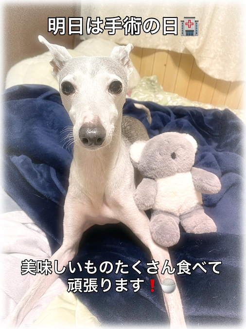 明日はいよいよ手術に日です🏥