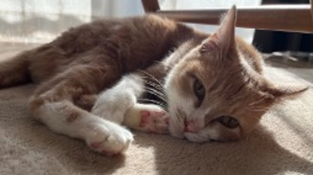 【定期診察７回目・血液検査】