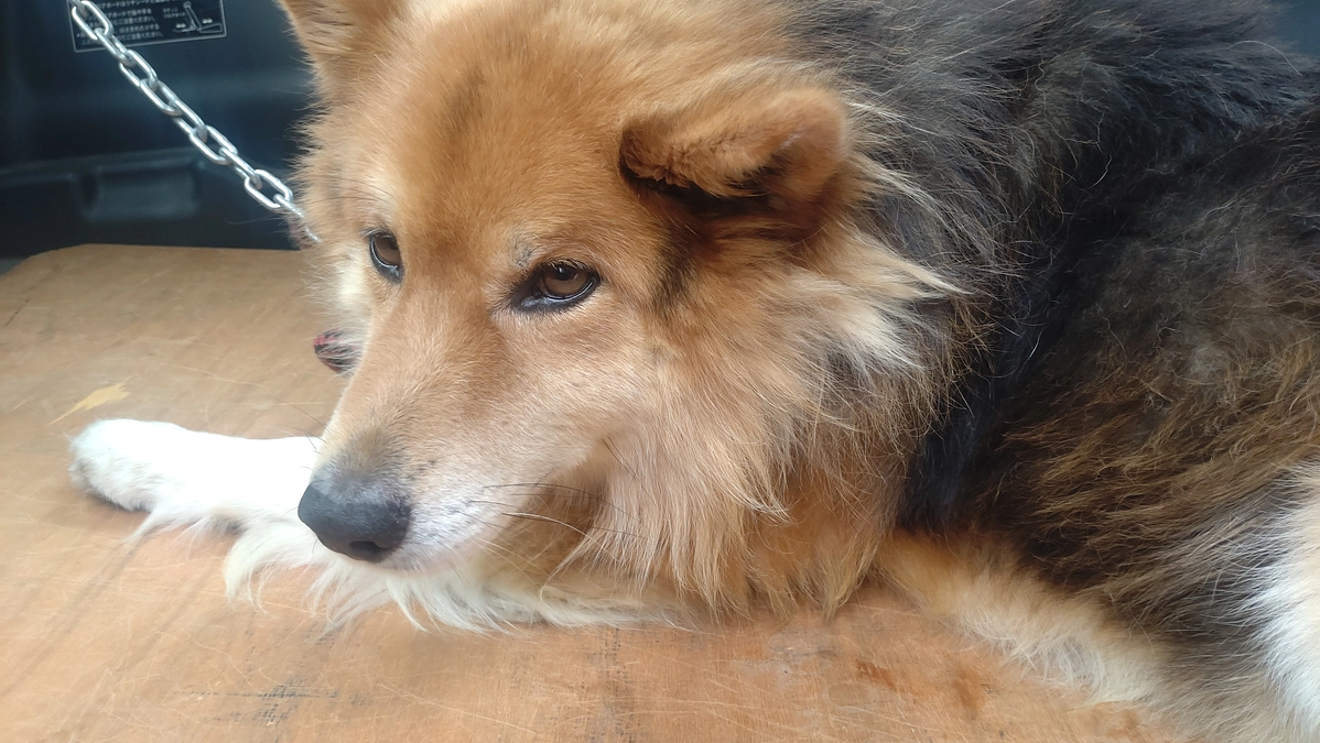 庭の舗装工事が始まります