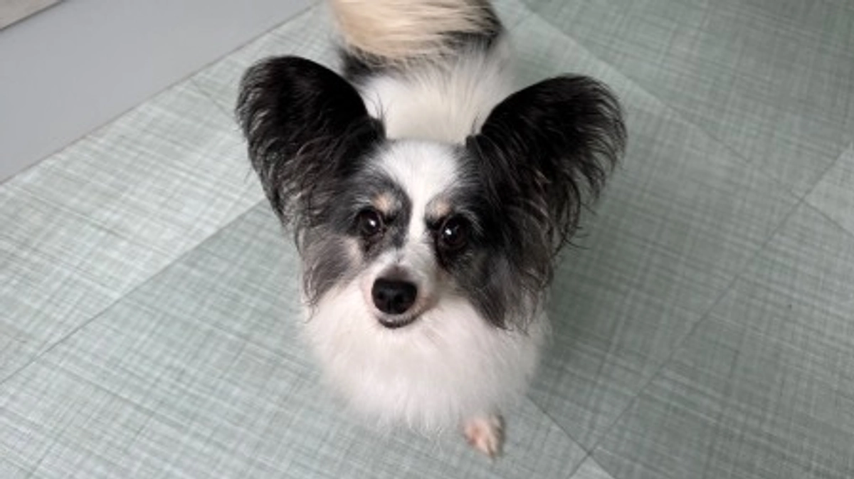 今日のチョコちゃん！(8月9日)