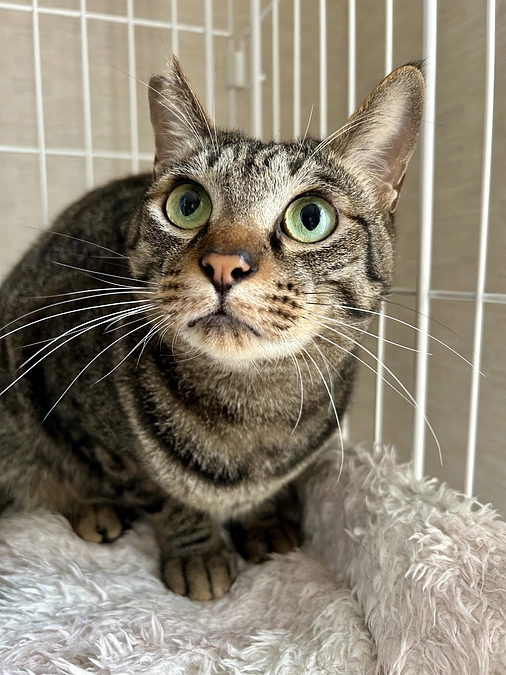 尿閉から復活のボンドくん　里親募集再開しまーす❣️