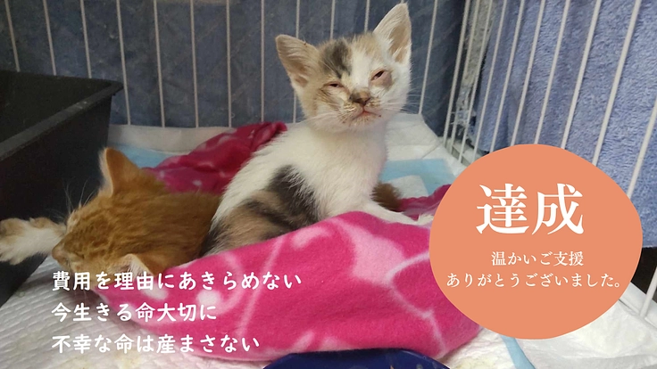 不幸な命を産まさない、不妊手術で救いたい猫の命【第七弾】