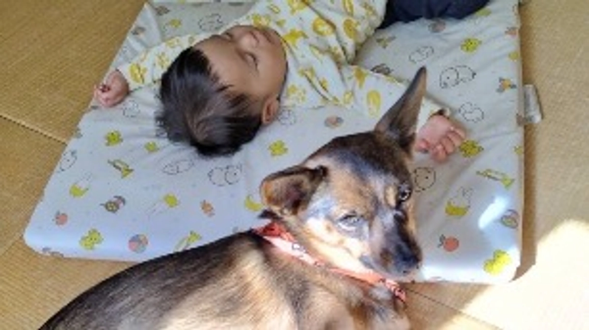 卒業犬の元おこげ→あん里親様から応援メッセージいただいております！