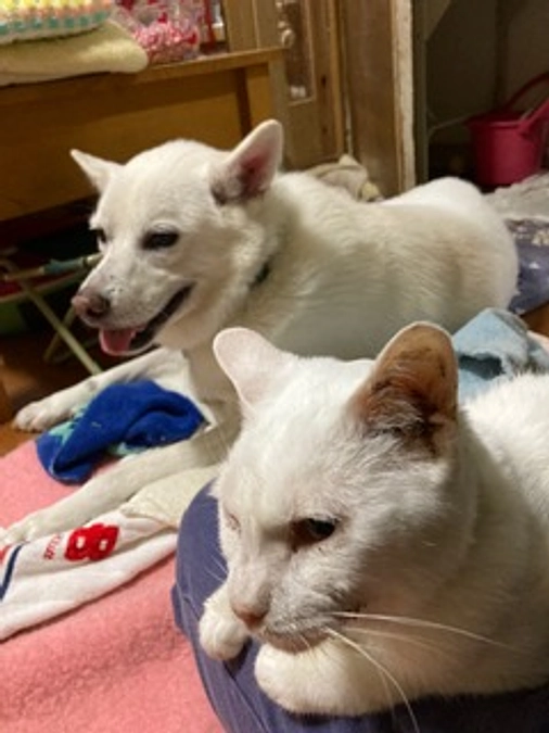 オープンハウスの際のコメントです。最低限の財源と皆様の寄付で最大限努力する姿を拝見させて頂きました。