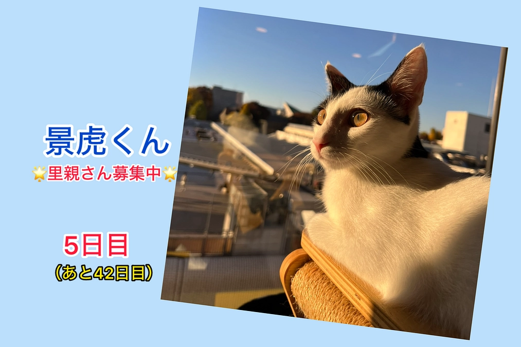 現在里親さん募集中の猫たち其の2 （2/17 5日目）