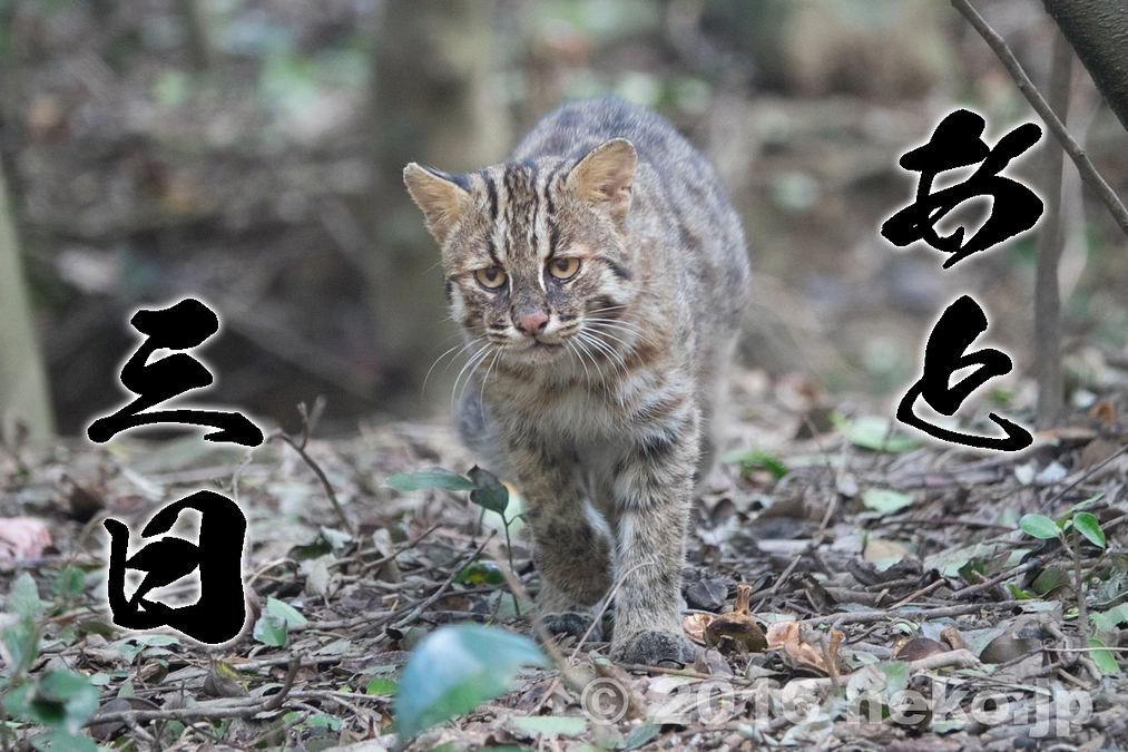 やべっちの野生個体ベストショット2025秋第3位