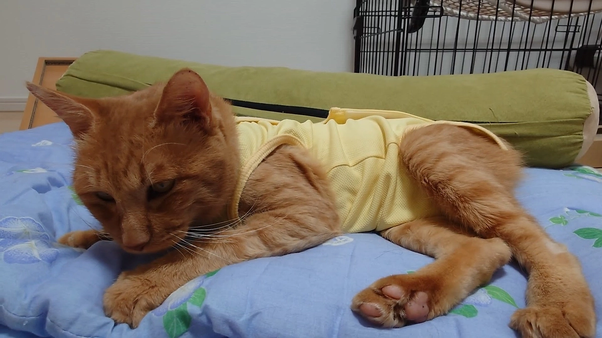 🐈ヨッちゃんついに退院する～入院頑張った編～🐈