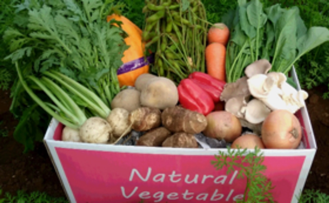 【Organic野菜セット】3箱を購入して千葉の農家さんを応援しよう