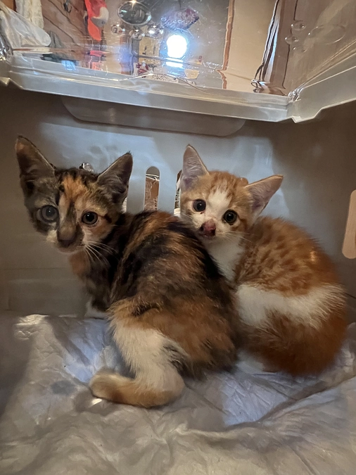 子猫を保護しました