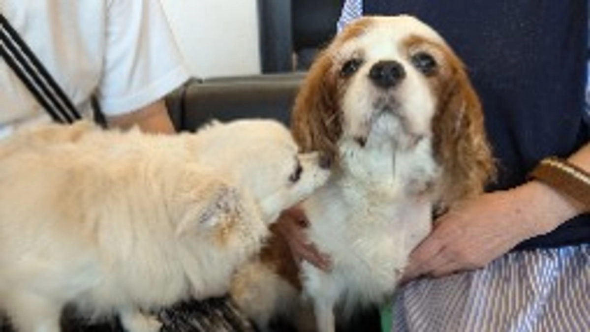 手術成功しました