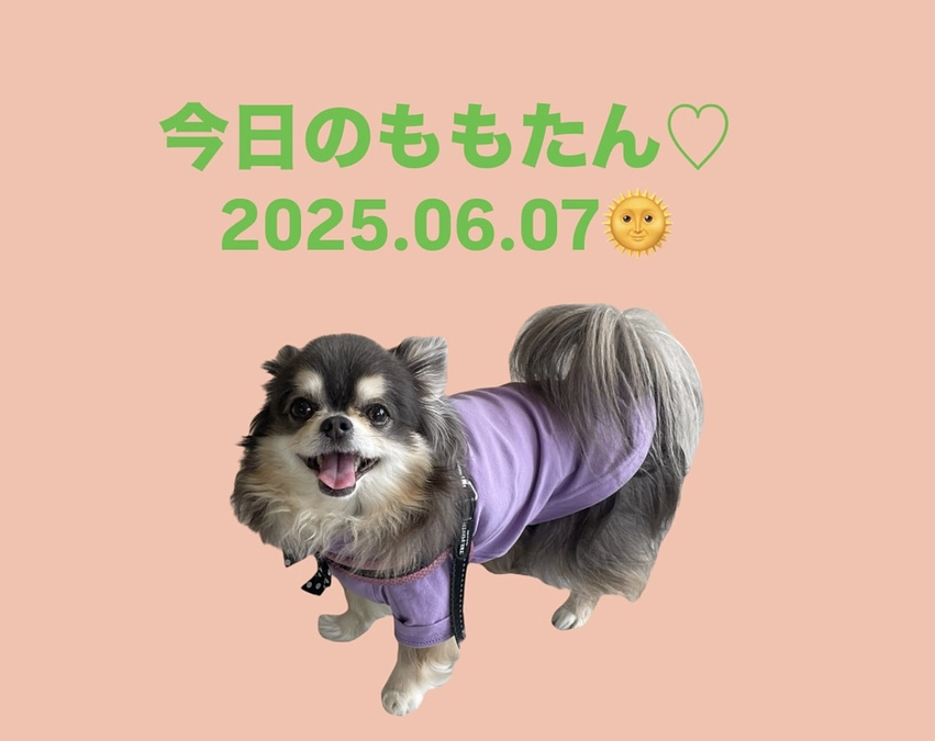 今日のももたん♡2025.06.07