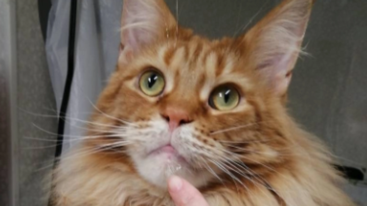 新たなご支援を頂きありがとうございます