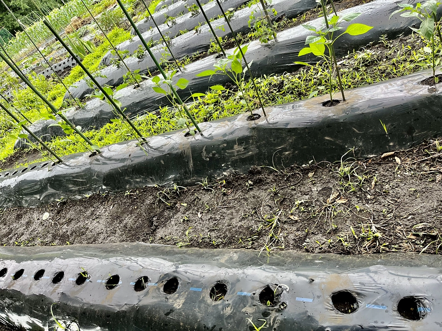 【活動報告】避難民の方々へ送る野菜を育ててます！