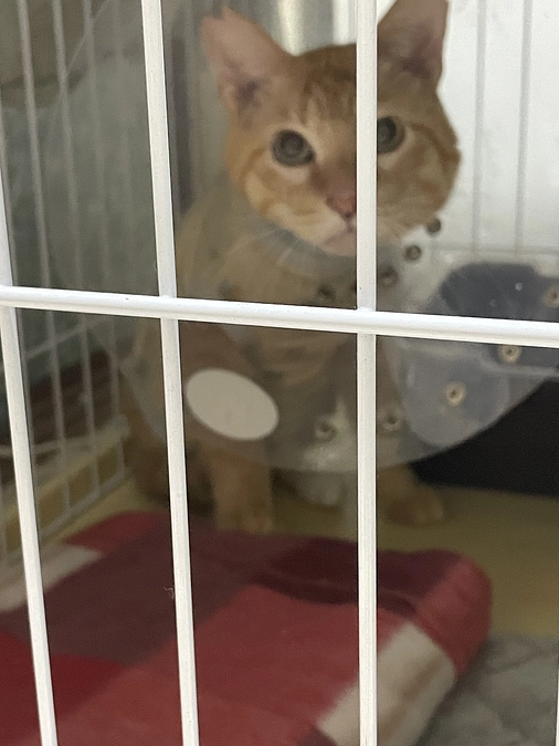 無事手術が終わりました。