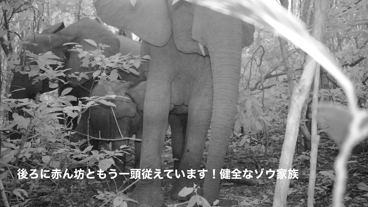【緊急支援第2弾】マルミミゾウの楽園を密猟者の手から護りたい!! 4枚目