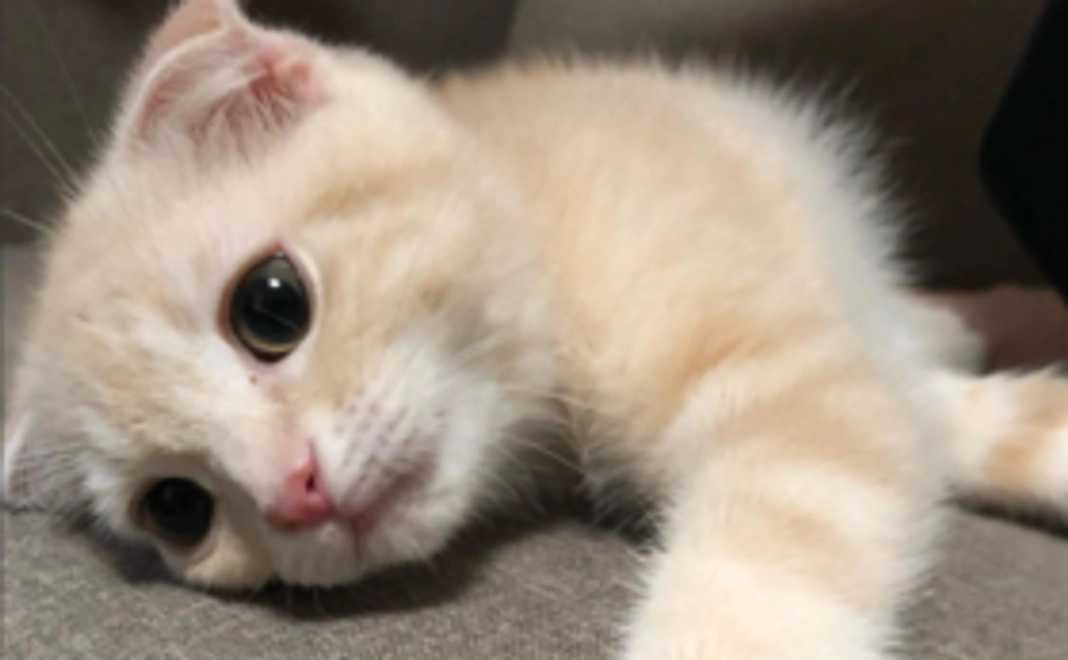 こむぎ応援（1,000円）