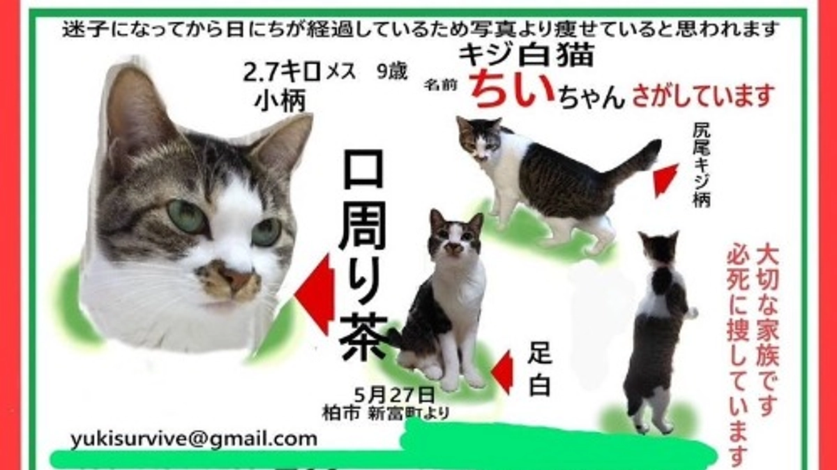 【第二関門まであと689,000円です】迷子のちいちゃんと、チラシ掲載のご報告。