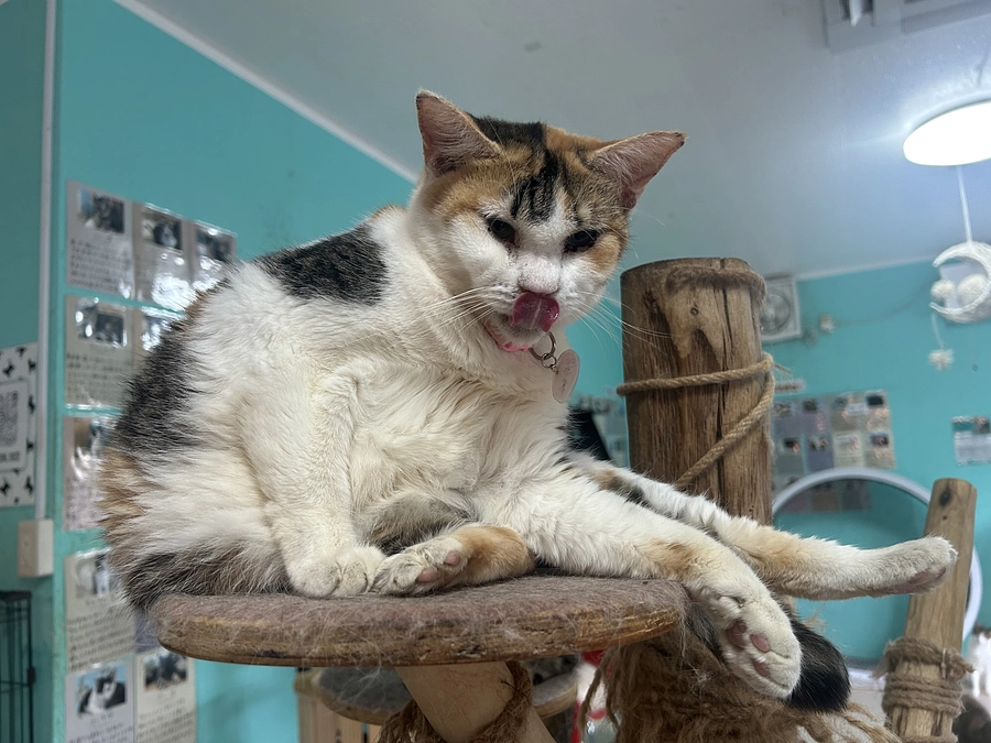 アイドル猫あゆちゃん