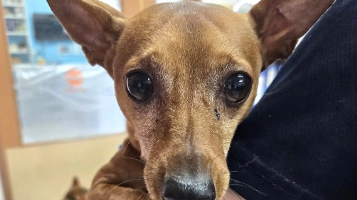 【高齢化社会の真実】高齢者と暮らしていた犬が誰からも見捨てられてしまう現実と闘っています！