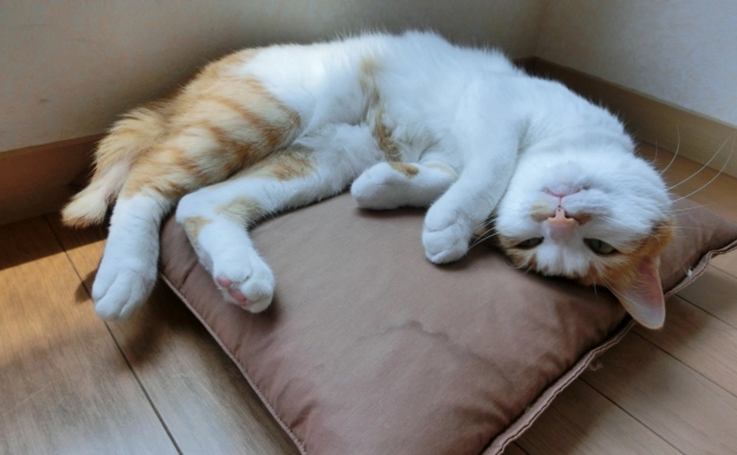 【リターンなし】全力応援!3,000円コース