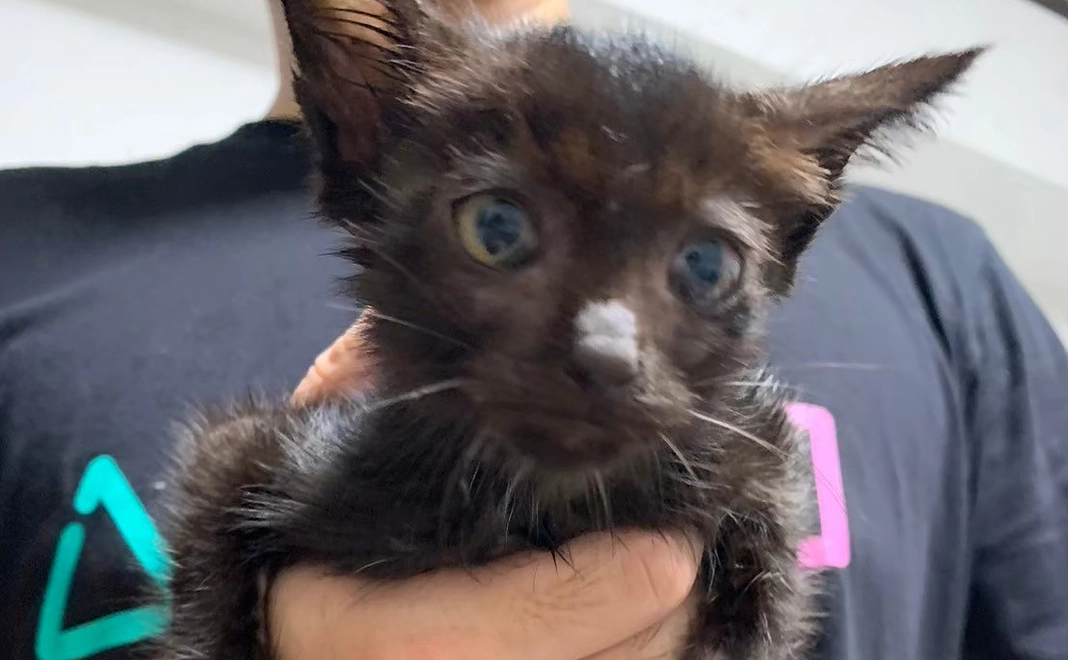 猫達の写真（1枚）