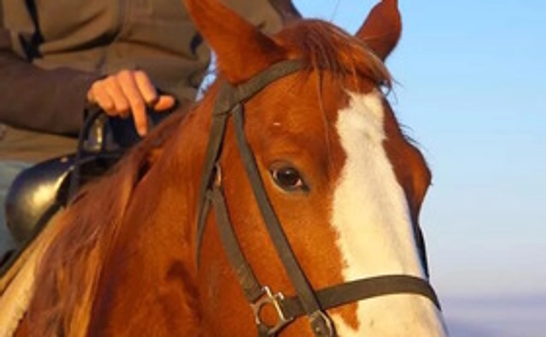 【割引券】乗馬・宿泊・レストラン利用割引チケット