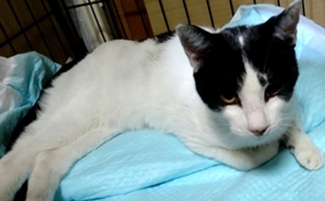 ありがとうございます。