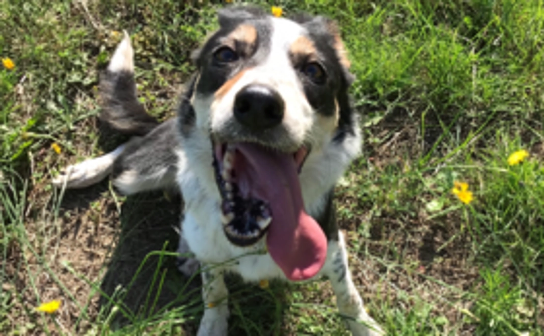 ブライカコース