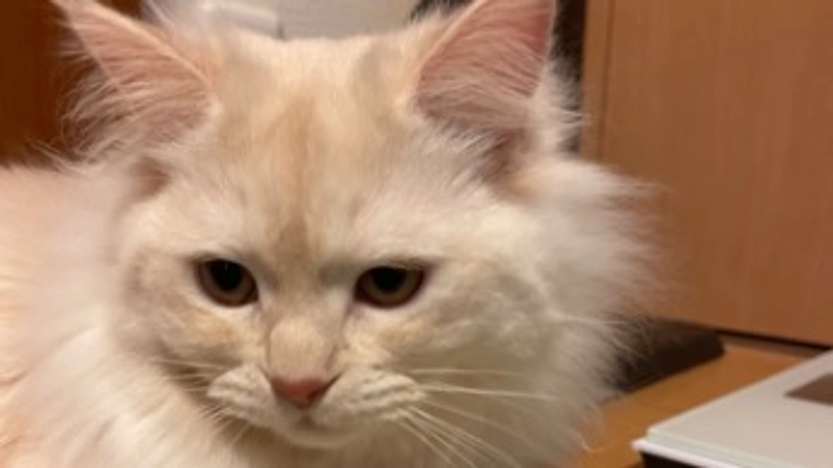 ご支援ありがとうございます！