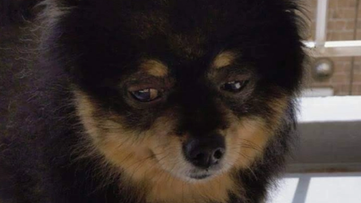 保護をしたが足が痛いながらも頑張っているメラ12歳オス