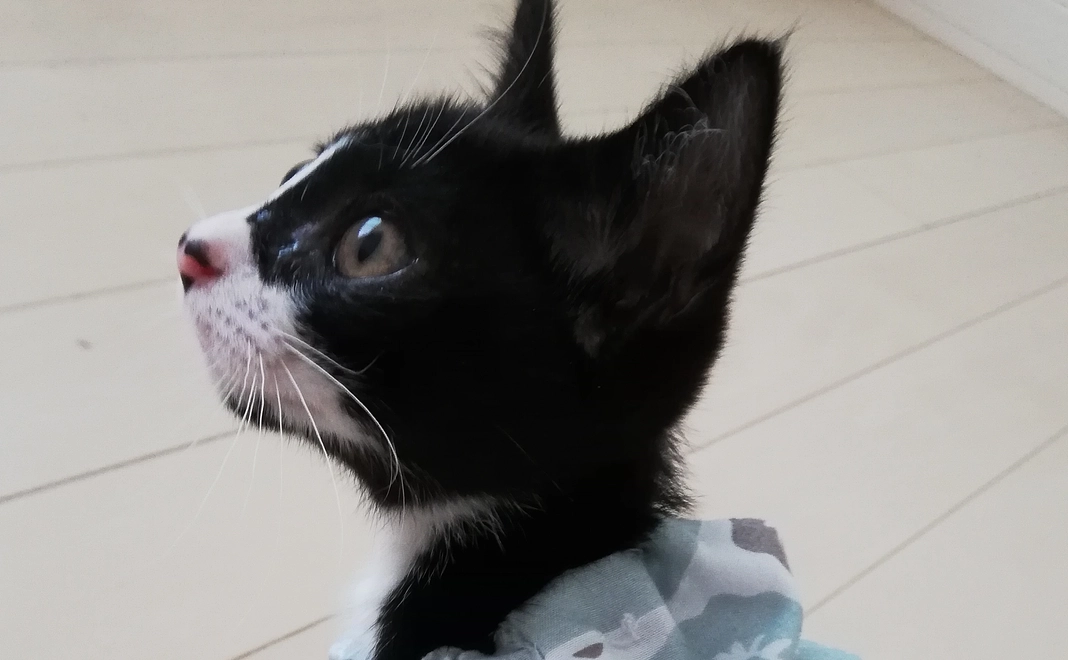 二羽ちゃんありがとう1000