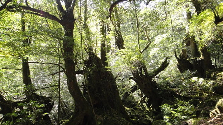 日本で一番癒されるウッドデッキを屋久島に作りたい！