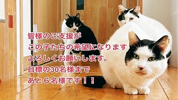 ハッピーりぼんサポーター募集！人と動物が共に生きる社会を目指して！ のトップ画像