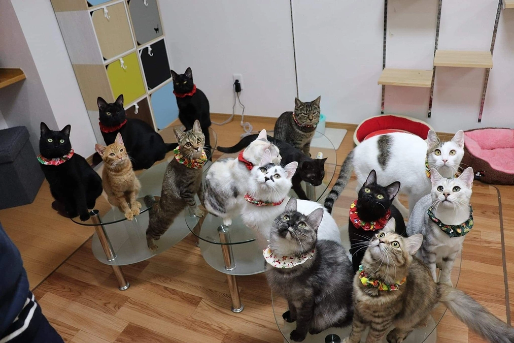 南蔵王店舗の営業を終了しました。保護猫カフェを始めたきっかけ。