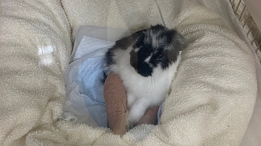 サボくんの治療費のご支援をどうかお願い致します！ のトップ画像