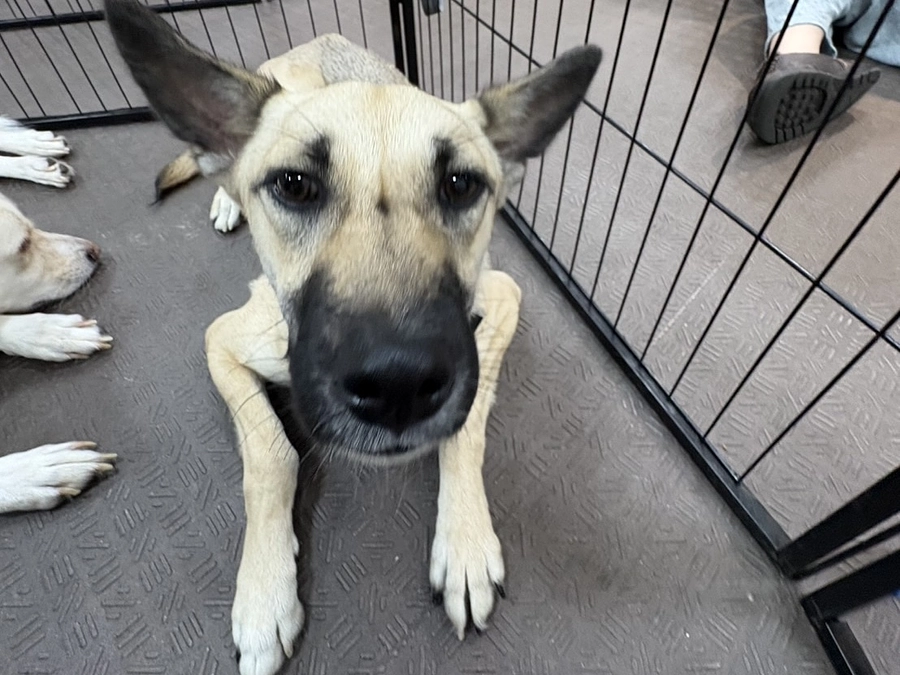 目標の75%に。ありがとうございます。チラシ配布協力店のみなさま①海の近く