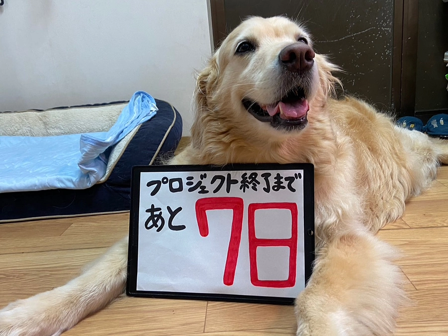 プロジェクト終了まであと7日！保護動物達の紹介⑥治療が必要な猫達ーその2ー
