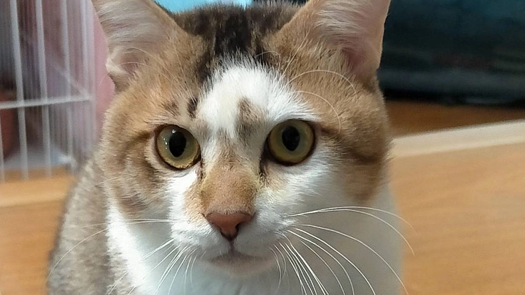 原因不明の全身けいれんに苦しんでいる保護猫に検査させてください