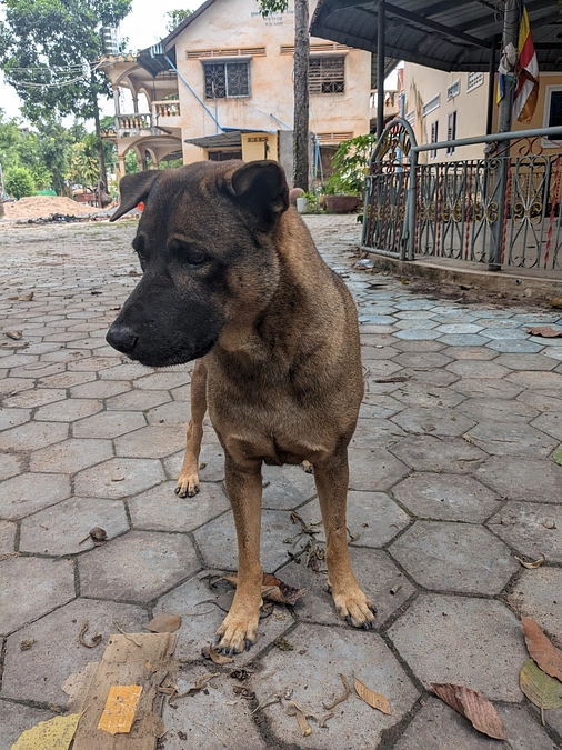 【ご支援ありがとうございました！】🤣2匹の犬たちの遠出